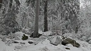 Winter forest with snow-covered rocks and trees