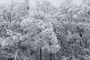 Winter, forest with snow covered trees