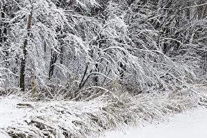Winter, forest with snow covered trees