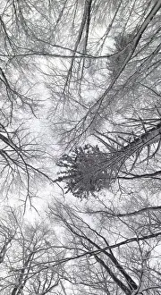 Winter forest with snow-covered trees and a grey sky