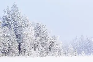 Winter forest with snow and frost in the trees of the taiga