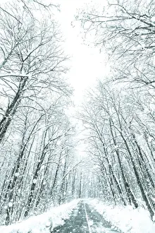 Winter forest snow road. Forest road winter snow view