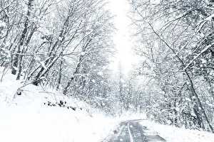 Winter forest snow road. Forest road winter snow view