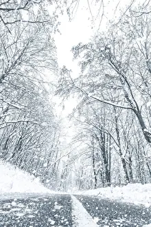 Winter forest snow road. Forest road winter snow view