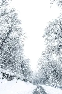 Winter forest snow road. Forest road winter snow view
