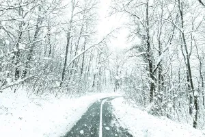 Winter forest snow road. Forest road winter snow view