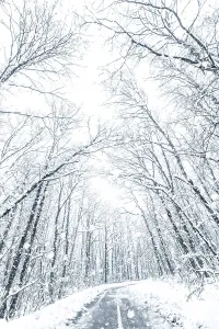 Winter forest snow road. Forest road winter snow view