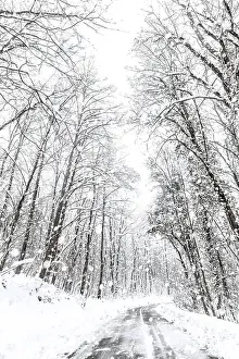 Winter forest snow road. Forest road winter snow view