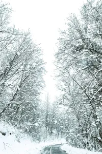 Winter forest snow road. Forest road winter snow view