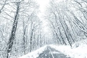 Winter forest snow road. Forest road winter snow view