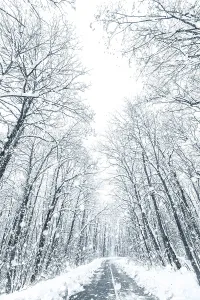 Winter forest snow road. Forest road winter snow view
