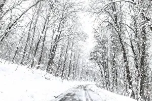 Winter forest snow road. Forest road winter snow view