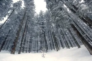 Winter forest with snowfall, Bavaria