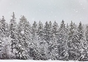 Winter forest during snowfall, Mondseeland