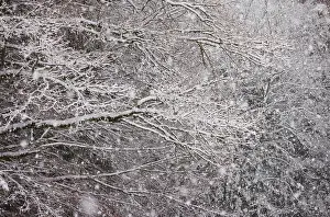 Winter forest during snowfall, Mondseeland