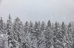 Framed Print : Winter forest during snowfall, Mondseeland