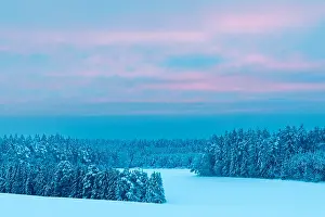 Winter forest, spruce (Picea), pine (Pinaceae)