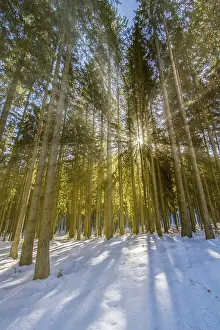 Winter forest with sun