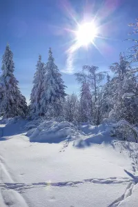 Winter forest with sun, forest in winter and sun 03