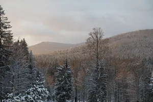 Winter forest at sunset, Winter forest at sunset