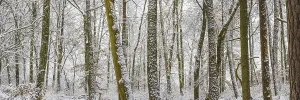 Winter forest, Swabian Alb, Baden-Wuerttemberg