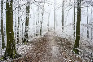 A winter forest trail with fog and frost on the trees