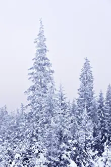 Winter forest with trees covered with snow