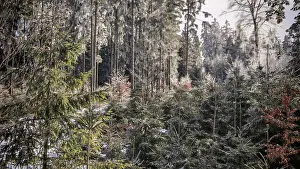 Winter forest view with snow-covered trees and quiet atmosphere
