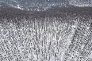 Winter forest Top view. Snowy winter forest aerial