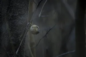 Winter Goldcrest (Regulus regulus)