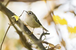 A winter golden chicken (Regulus regulus) stands on a branch surrounded by yellow leaves
