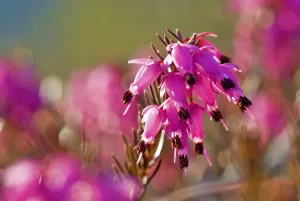 Category Mountain Landscapes Prints: Winter heath, winter-flowering heather