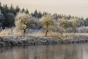 Winter hoarfrost at Ahlhorn fish ponds