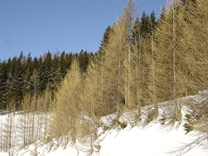 Winter landscape
