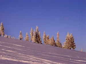 Winter landscape