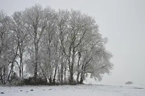 Winter landscape