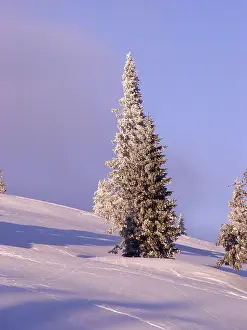 Winter landscape