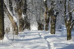 Winter landscape, alley, snow, Upper Bavaria