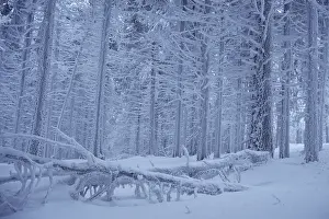 Winter landscape, Brocken, Harz Mountains