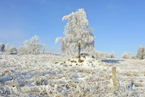 Winter landscape covered with hoarfrost