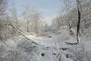 Winter landscape, Danube wetlands