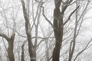 Winter landscape with foggy forest of bare trees