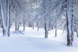 Winter landscape, forest, owl meadows
