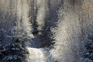 Winter landscape, forest path leads into the mixed forest covered with hoarfrost
