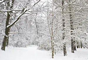 Winter landscape with forest in snow