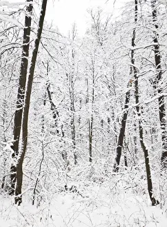 Winter landscape with forest in snow