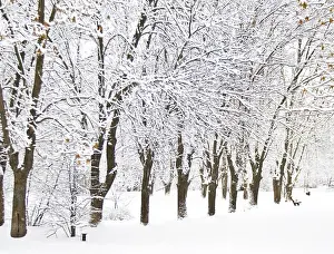 Winter landscape with forest in snow