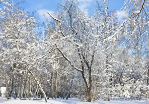 Winter landscape, forest in snow in sunny day on blue sky