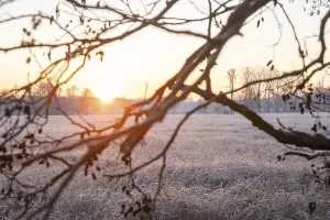 Winter landscape in frost at sunrise