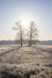 Winter landscape in frost at sunrise